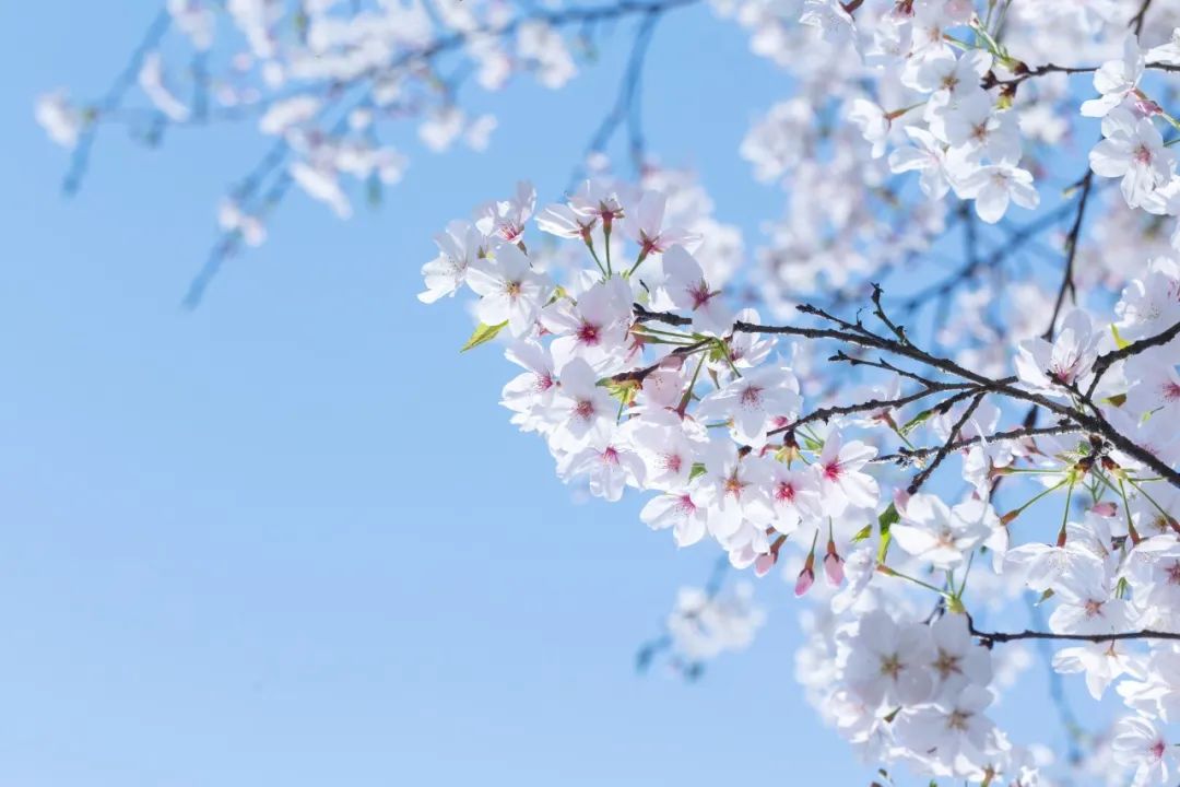 好视力眼贴分享：春季眼痒是什么原因